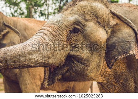 Two elephants in the zoo ask for food.