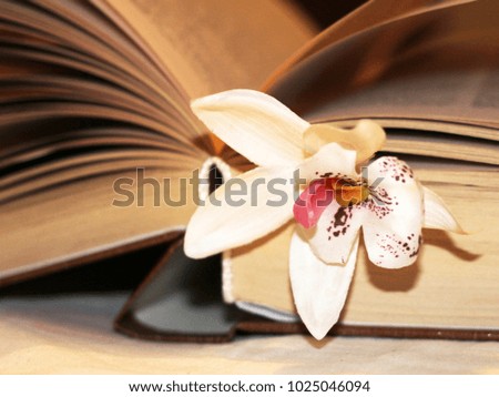 Macro view of book pages and orchid. Romantic photo
