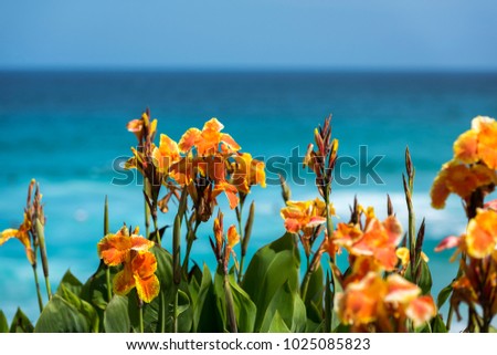 Canna flowers on the beach, Tamarama Sydney