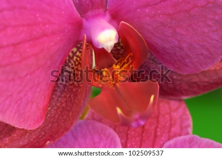 Close-up of a purple Phalaenopsis orchid flower. Selective focus, extreme shallow Depth Of Field.