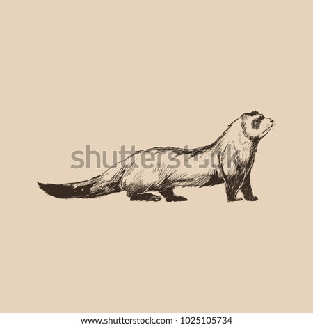 Illustration drawing style of ferret