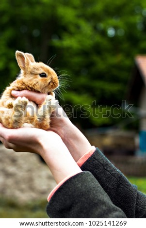 A small red-haired rabbit in female hands. hands holding cute funny rabbit on blurred background
