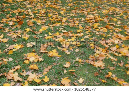 leaf autumn on grass.