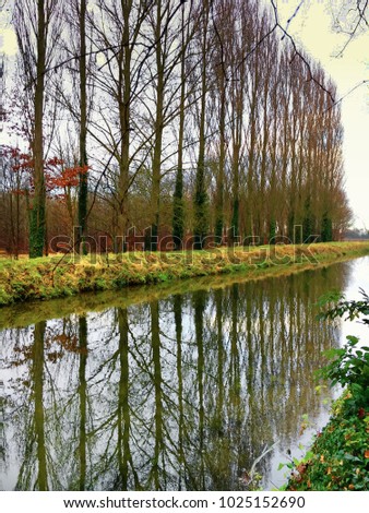 Part of a row of tall trees in the UK reflected in a river