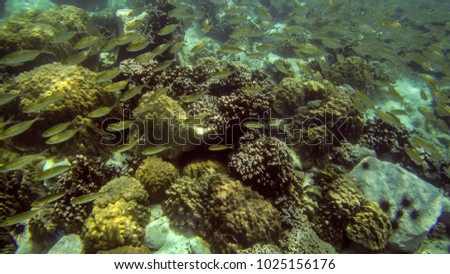 small tropical fishes at coral reef