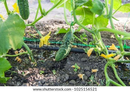 Cultivation of cucumbers in the greenhouse, drip irrigation system close-up