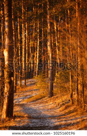 Picture of trees inforest in late autumn