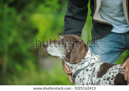 German Shorthair Pointer dog outdoor portrait 