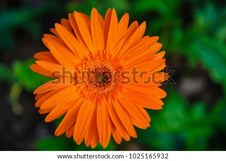 The closeup view of orange African Daisy flower
