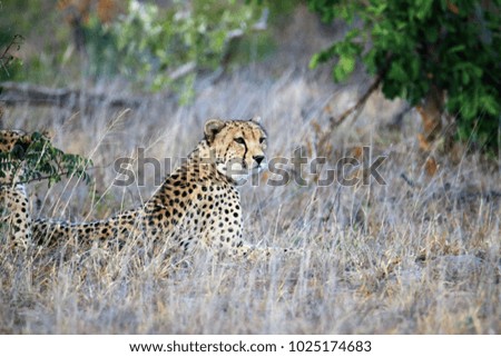Intense stare from a cheetah in the early morning sunlight.