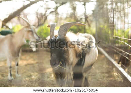 A goat in a Petting zoo