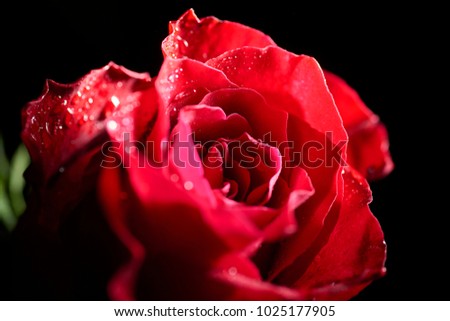 detail of a red rose illuminated with dry light on a black background