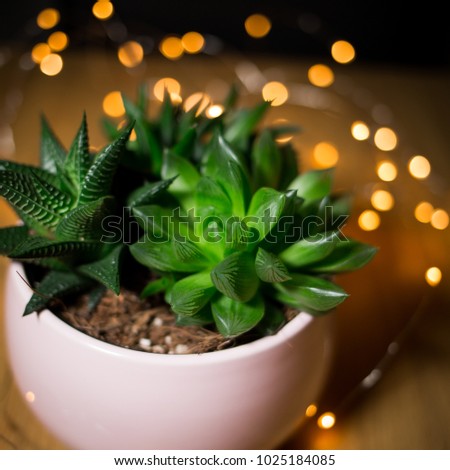home plants with lights