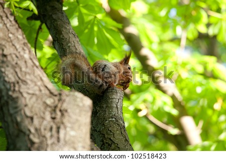 Red squirrel sitting on a branch of the chestnut tree