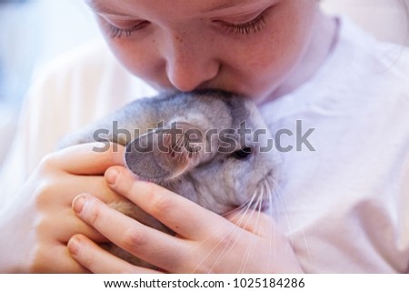 Little gray-white chinchilla sits on the hands