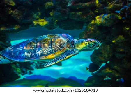 Tropical sea tortoise in blue water. Beautiful background of the underwater world