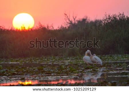 White Pelican (Pelecanus onocrotalus) on Water Lilies Leaves in Sunset Light