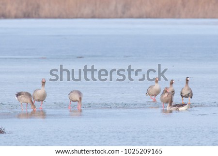 Greylag Geese (Anser anser) in winter