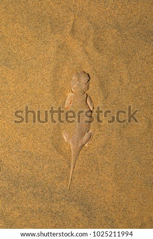 Toad Headed Agama,genus Phrynocephalus Desert National Park, Rajasthan