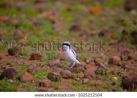 Southern Grey Shrike, Lanius meridionalis Supa Royalty-Free Stock Photo #1025212504