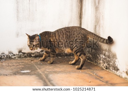 Thai cat or Tabby cat on the terrace, soft to focus, pet at home and pet store concept.