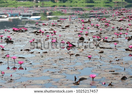 Many lotus flowers bloom full river welcome tourists to Thailand.