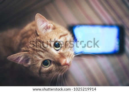 Ginger Cat and Smartphone Royalty-Free Stock Photo #1025219914