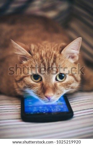 Ginger Cat and Smartphone Royalty-Free Stock Photo #1025219920