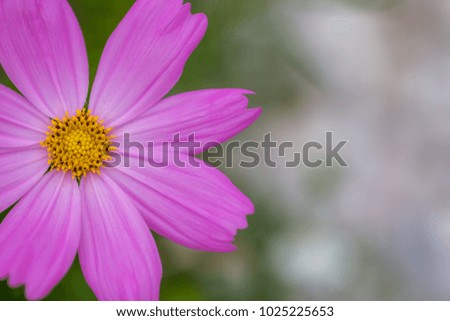 Purple Cosmos Flower.