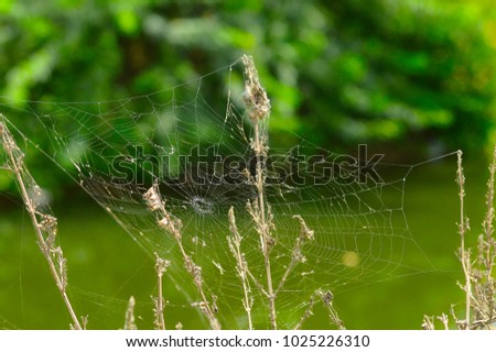 Spider web near Pune, Maharshtra