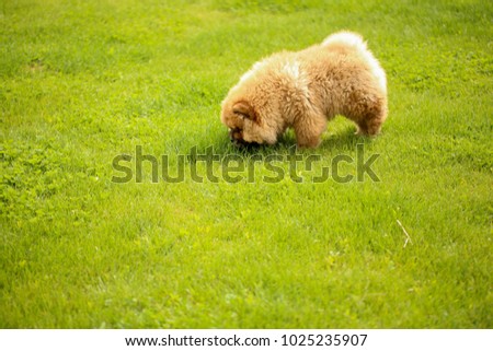 Red Chow Chow Puppy picture