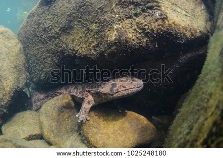 Japanese Giant Salamanders Lurking in Japanese River Royalty-Free Stock Photo #1025248180