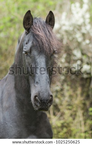 Black Pearl aka Friesian horse at spring