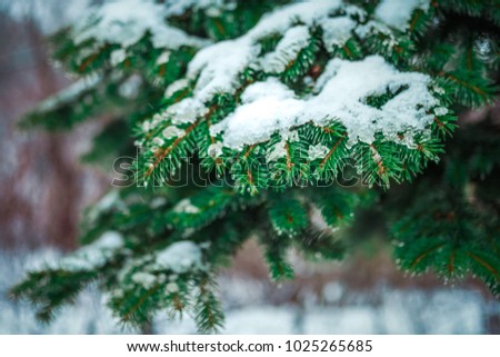 Spring comes. Branch of a coniferous tree with drops, snow. macro. shallow depth of field