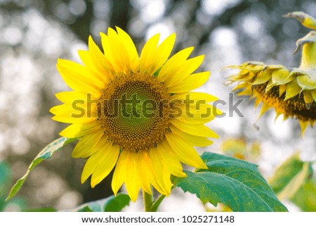 Beautiful sunflower is blooming .macro flowers