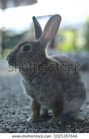 cute rabbit portrait
