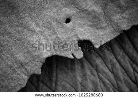 A horizontal, black and white, extreme close op image of the ear of an elephant, Loxodonta africana, showing texture and fine wrinkles in the Timbavati Game Reserve, South Africa.