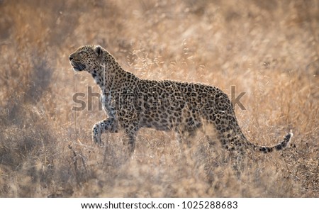 A horizontal, back lit, colour image of an elegant leopardess, Panthera pardus, walking through a field of glowing golden grass in the Timbavati Game Reserve, South Africa.