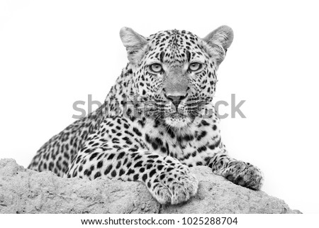 A horizontal, black and white photo of a leopardess, Panthera pardus, resting on a termite mound and staring at the camera in the Timbavati Game Reserve, South Africa.