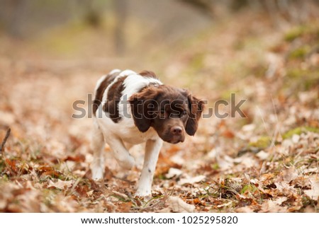 hunting dog epagneul breton on the hunt in a beautiful forest Royalty-Free Stock Photo #1025295820