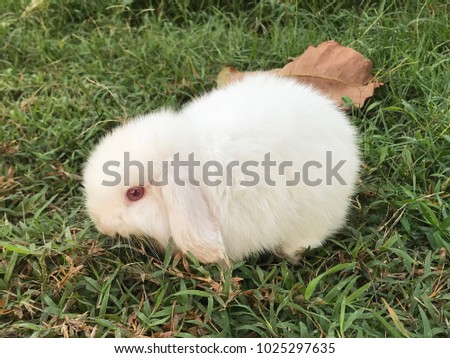 White rabbit walking on grass on a sunny day