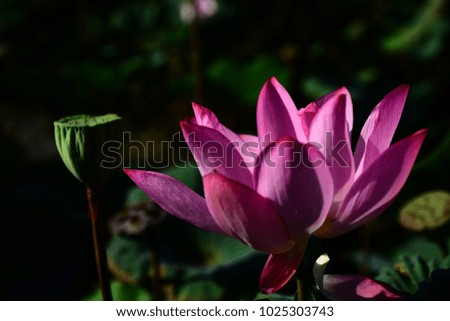 Beautiful lotus and fascinating garden