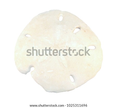 Close-Up of a Pansy shell showing its texture isolated on a white background