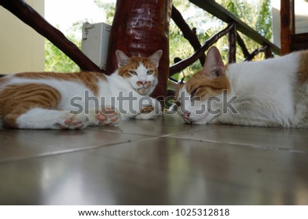 Two adorable Siamese cats with yellow eyes and white and orange fur are lying on a floor in a house, while one is looking straight at the camera and the other one looks very bored and sleepy.