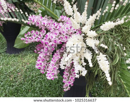Colorful orchid bouquet background.