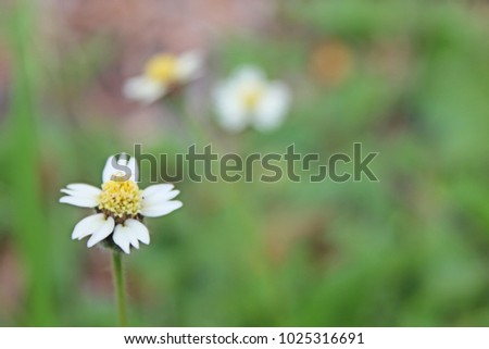 Tridax procumbens (L.) L., Coat buttons, Mexican daisy, Tridax daisy, Wild Daisy,.
To be a weed that some people do not want. But when the bloom is hidden beauty.