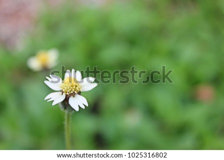Tridax procumbens (L.) L., Coat buttons, Mexican daisy, Tridax daisy, Wild Daisy,.
To be a weed that some people do not want. But when the bloom is hidden beauty.