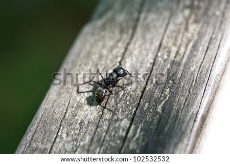 A close shot of a decent-sized ant.