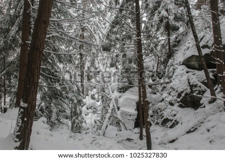 white magical forest
