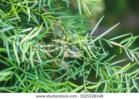 Close up Green scenery fresh leaves background with selective focus morning light